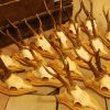 15 pair of antlers of roebuck.