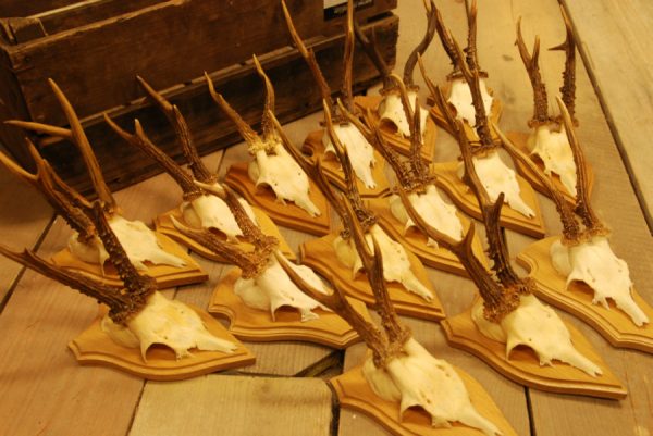 15 pair of antlers of roebuck.
