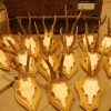 15 pair of antlers of roebuck.