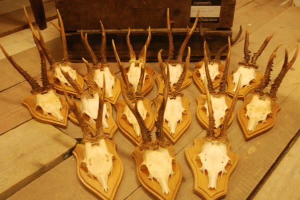 15 pair of antlers of roebuck.