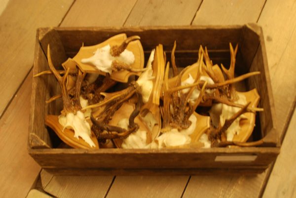 15 pair of antlers of roebuck.