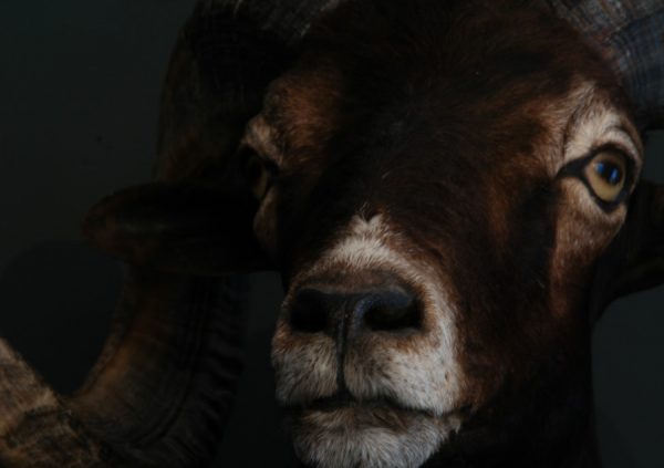 Hunting-trophy of a Hawaiian black sheep (ram).