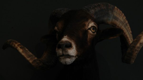 Hunting-trophy of a Hawaiian black sheep (ram).