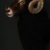 Hunting-trophy of a Hawaiian black sheep (ram).