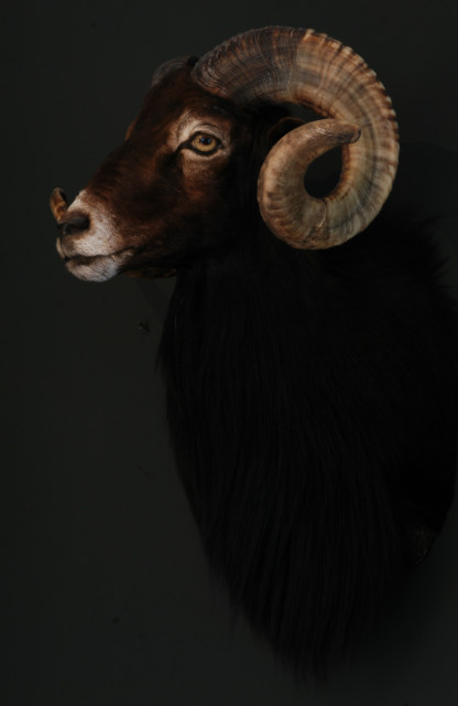 Hunting-trophy of a Hawaiian black sheep (ram).