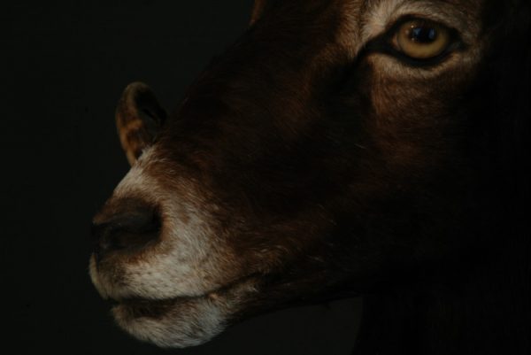 Hunting-trophy of a Hawaiian black sheep (ram).