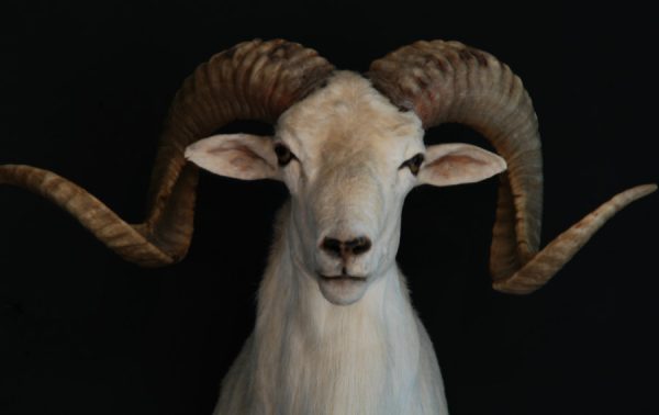 New shouldermount of a Texas dall sheep (ram).