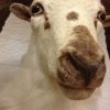 Nice white trophy head of a Texan Dallsheep.