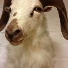 Nice white trophy head of a Texan Dallsheep.