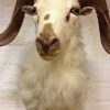 Nice white trophy head of a Texan Dallsheep.