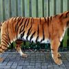 Ausgestopfter Tiger