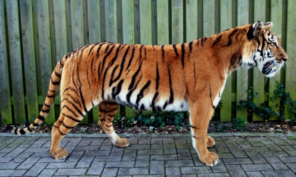 Ausgestopfter Tiger