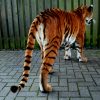 Ausgestopfter Tiger