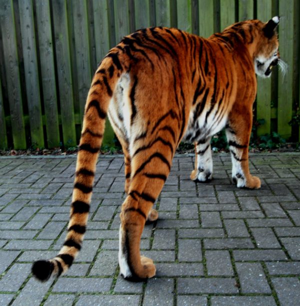 Ausgestopfter Tiger