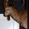 Excelent quality trophy head of an Ibex