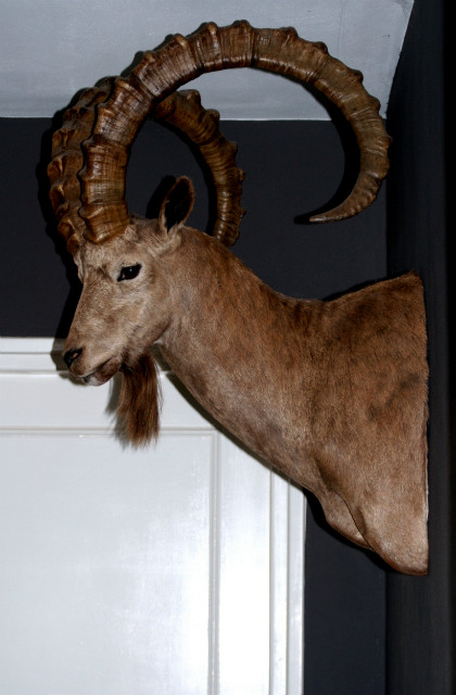 Excelent quality trophy head of an Ibex