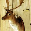 Old vintage trophy head of a Fallow deer.