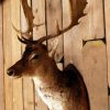 Old vintage trophy head of a Fallow deer.