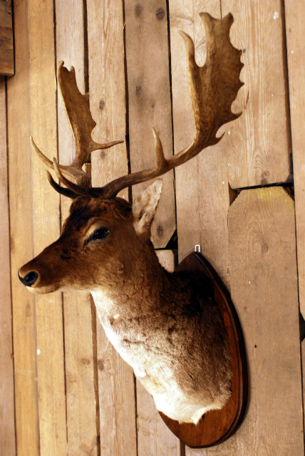 Old vintage trophy head of a Fallow deer.