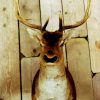 Old vintage trophy head of a Fallow deer.