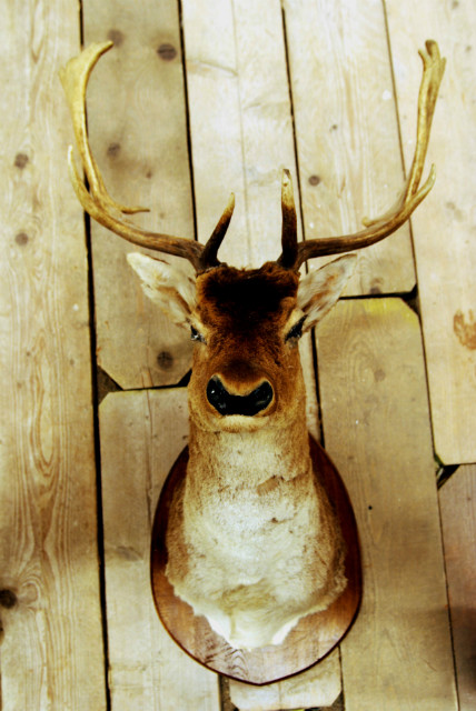 Old vintage trophy head of a Fallow deer.