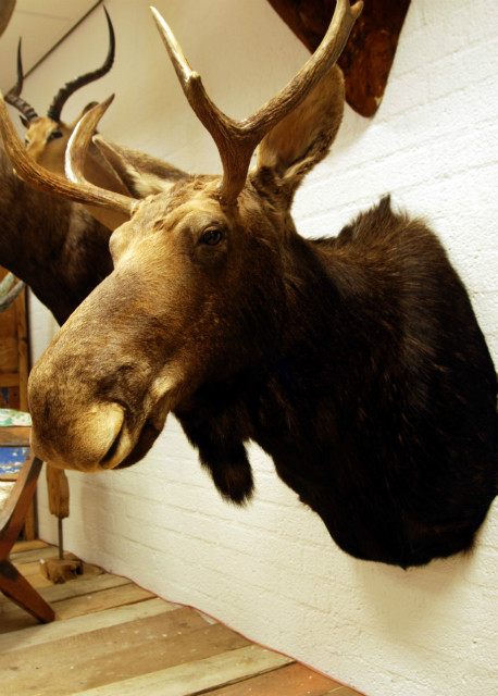 New  shouldermount of a Scandinavian moose. Excelent taxidermy.