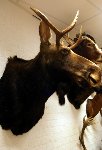 New  shouldermount of a Scandinavian moose. Excelent taxidermy.