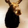 New  shouldermount of a Scandinavian moose. Excelent taxidermy.