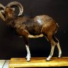 Opgezette mouflon.