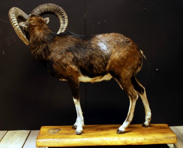 Opgezette mouflon.