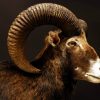 Opgezette mouflon.