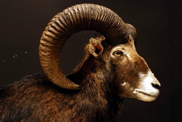 Opgezette mouflon.