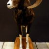 Fullmount mouflon sheep.