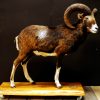 Opgezette mouflon.