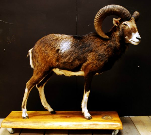 Opgezette mouflon.