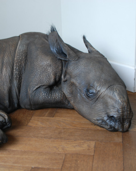 Replica of a rhino calf