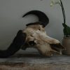 Old vintage skull of a Cape Buffalo.