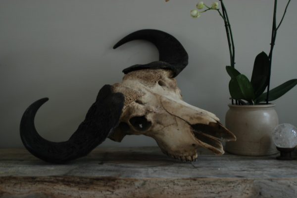 Old vintage skull of a Cape Buffalo.