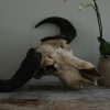 Old vintage skull of a Cape Buffalo.