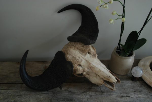 Old vintage skull of a Cape Buffalo.