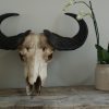 Old vintage skull of a Cape Buffalo.