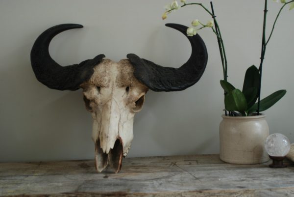 Old vintage skull of a Cape Buffalo.