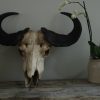 Old vintage skull of a Cape Buffalo.