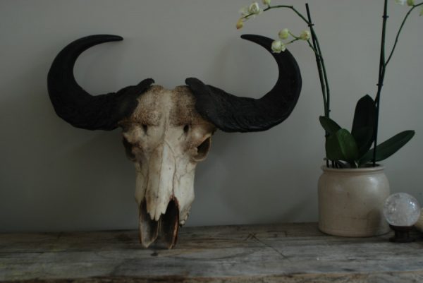 Oude vintage schedel van een Kaapse buffel