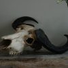 Skull of a blue elandantilpe, mounted on a hard wooden panel.