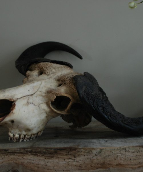 Oude vintage schedel van een Kaapse buffel