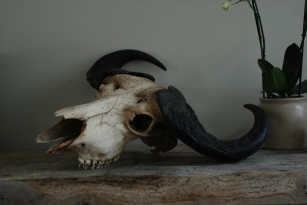 Old vintage skull of a Cape Buffalo.