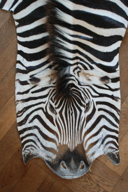 Enorm grote huid van een Burchell zebra. Zebravel.