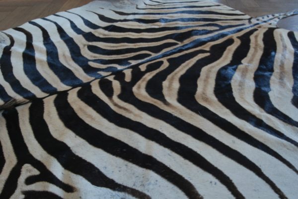 Enormous  fresh skin of a Burchell zebra. Zebra skin