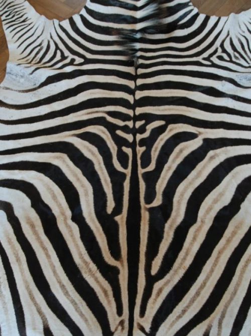 Enormous  fresh skin of a Burchell zebra. Zebra skin